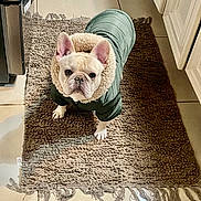 Milo joined the competition — help win amazing prizes! appliance, canine, clothing, coat, companion, curious, dog, domestic_animal, ears, face, french_bulldog, fur, indoor, jacket, kitchen, looking_up, pet, rug, standing, tile_floor