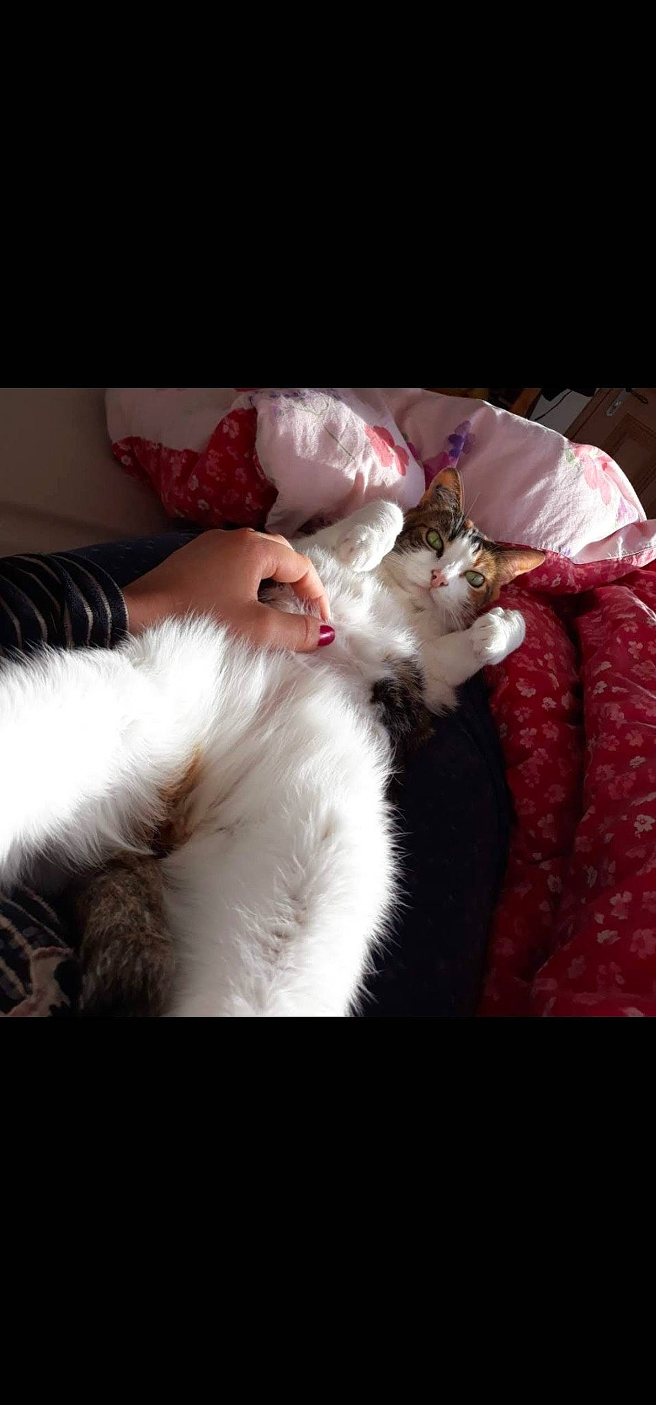 Cajou a rejoint le concours — aidez-le/la à gagner de superbes lots ! canidae, carnivore, cat, claw, comfort, companion_dog, dog_breed, domestic_short_haired_cat, fawn, felidae, fur, linens, mammal, nap, paw, small_to_medium_sized_cats, snout, sporting_group, tail, whiskers