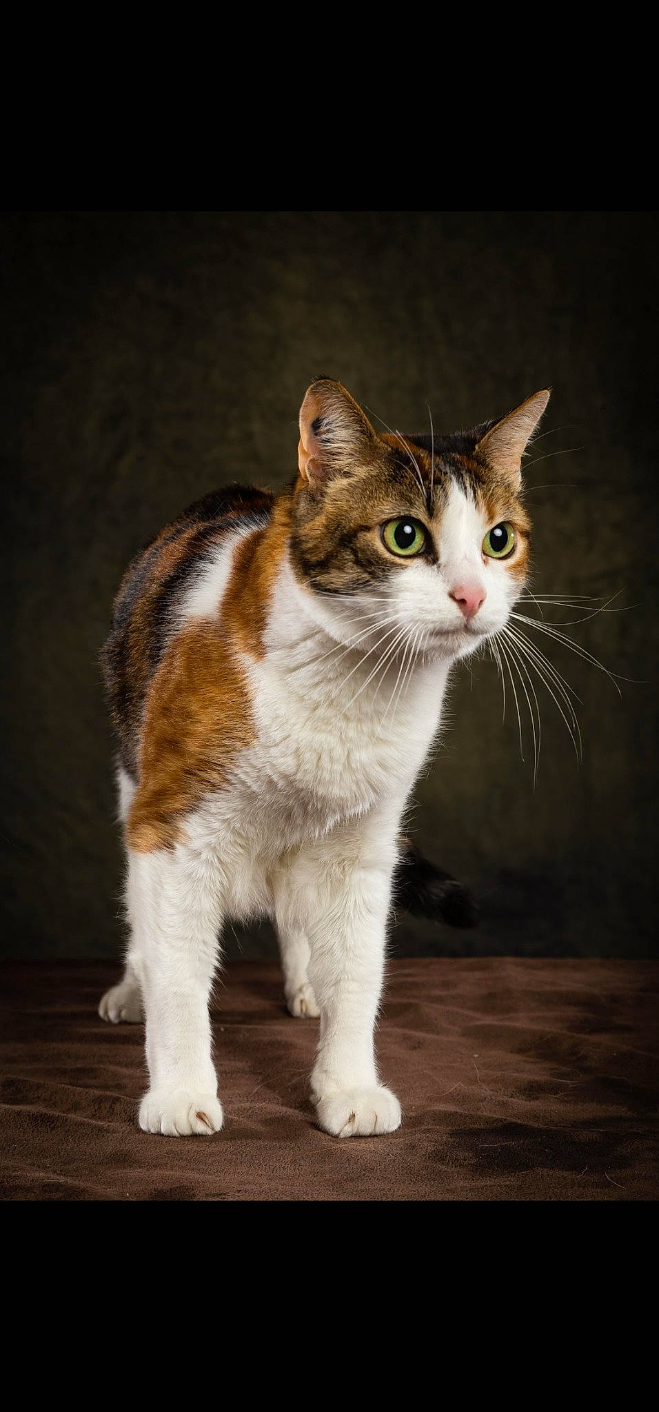 Cajou participe au concours pour gagner de l'argent avec cette photo : art, carnivore, cat, darkness, domestic_short_haired_cat, felidae, fur, paw, small_to_medium_sized_cats, snout, tail, terrestrial_animal, whiskers, wood