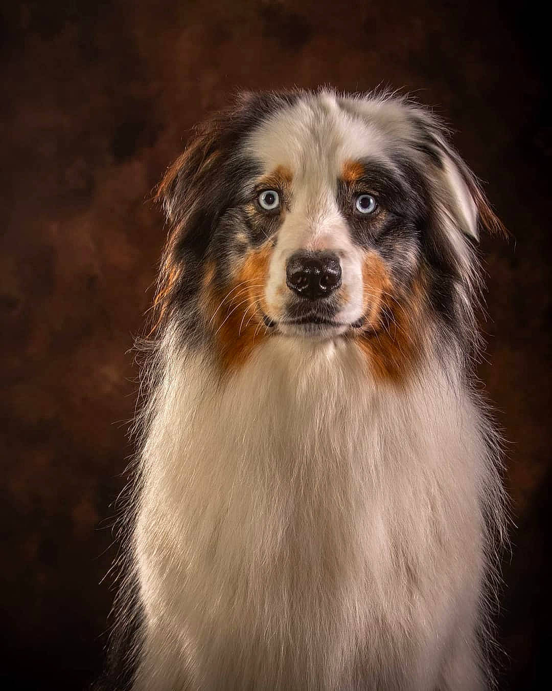 Ozach participe au concours pour gagner de l'argent avec cette photo : australian_collie, australian_shepherd, carnivore, companion_dog, dog, dog_breed, fur, head, snout, sporting_group, whiskers, working_animal, working_dog