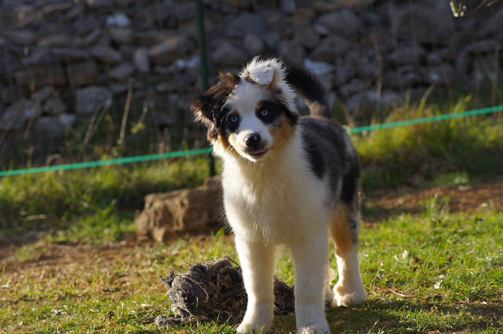 Ozach participe au concours pour gagner de l'argent avec cette photo : australian_collie, australian_shepherd, canidae, carnivore, companion_dog, dog, dog_agility, dog_breed, fur, grass, herding_dog, plant, puppy, tail, terrestrial_animal, whiskers, working_animal, working_dog