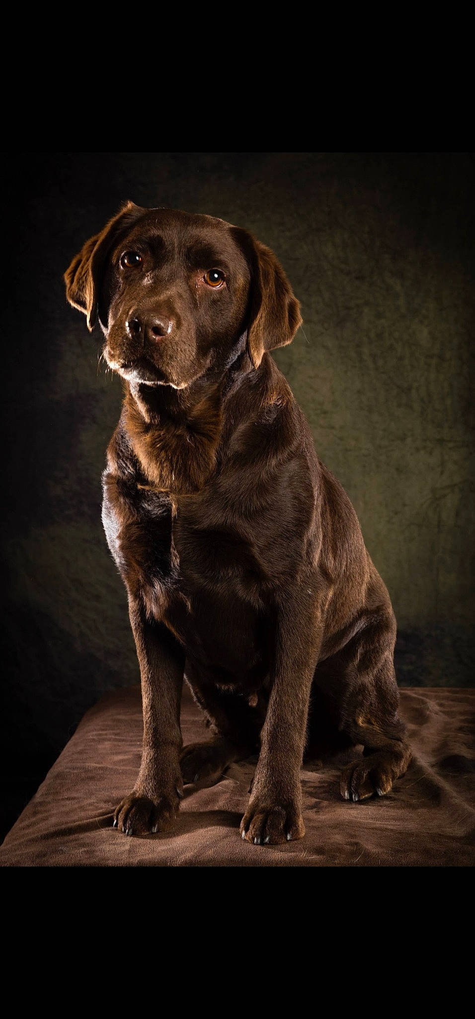 Gaya participe au concours pour gagner de l'argent avec cette photo : borador, canidae, carnivore, companion_dog, darkness, dog, dog_breed, dog_collar, fawn, fur, gun_dog, hunting_dog, labrador_retriever, liver, retriever, sporting_group, terrestrial_animal, working_animal