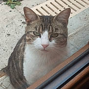 Loulou a rejoint le concours — aidez-le/la à gagner de superbes lots ! animal, cat, close_up, curious, drain_grate, ears, face, feline, glass, looking, nature, outdoor, pavement, pet, plant, serious, tabby, whiskers, white_fur, window