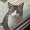 animal, cat, close_up, curious, drain_grate, ears, face, feline, glass, looking, nature, outdoor, pavement, pet, plant, serious, tabby, whiskers, white_fur, window