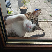 Loulou a rejoint le concours — aidez-le/la à gagner de superbes lots ! cat, tabby_cat, curious, paw, glass_door, window, outdoor, patio, potted_plant, plant, tile_floor, feline, pet, whiskers, nose, ears, tail, daylight, playful, home