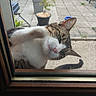Loulou a rejoint le concours — aidez-le/la à gagner de superbes lots ! cat, curious, daylight, ears, feline, glass_door, home, nose, outdoor, patio, paw, pet, plant, playful, potted_plant, tabby_cat, tail, tile_floor, whiskers, window
