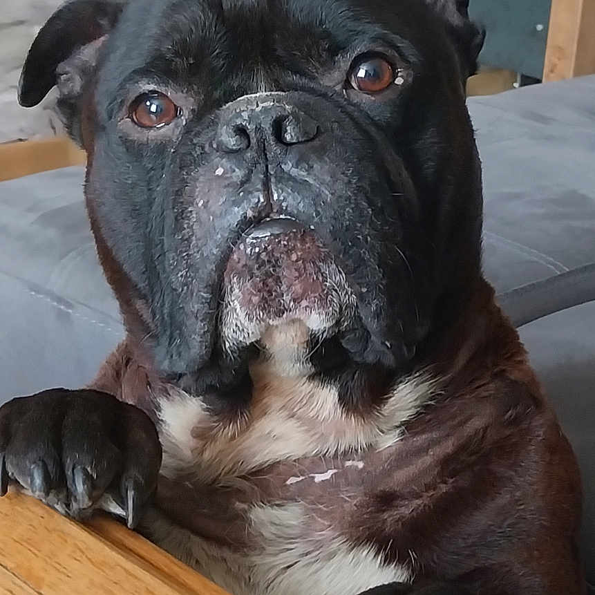 Boyka