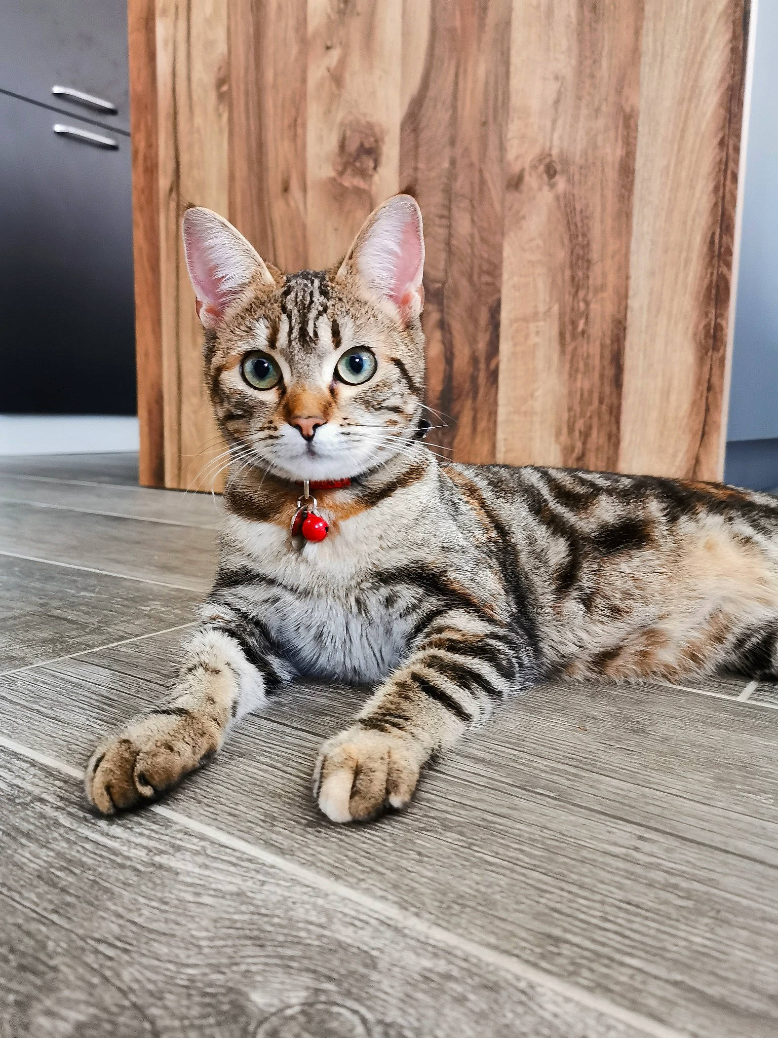 Peluche a rejoint le concours — aidez-le/la à gagner de superbes lots ! aegean_cat, american_shorthair, asian, bengal, california_spangled, carnivore, cat, domestic_short_haired_cat, dragon_li, european_shorthair, felidae, kitten, mammal, ocicat, savannah, small_to_medium_sized_cats, tabby_cat, toyger, vertebrate, whiskers