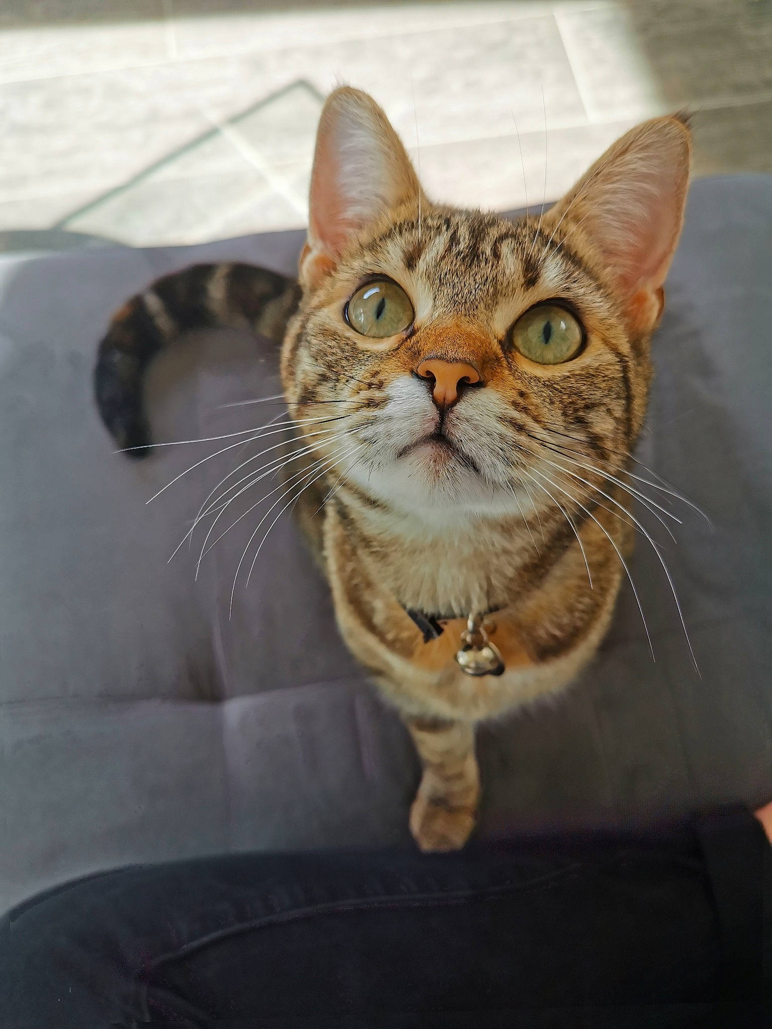 Peluche participe au concours pour gagner de l'argent avec cette photo : aegean_cat, american_shorthair, american_wirehair, arabian_mau, asian, bengal, california_spangled, carnivore, cat, domestic_short_haired_cat, dragon_li, european_shorthair, felidae, kitten, mammal, ocicat, small_to_medium_sized_cats, snout, tabby_cat, whiskers