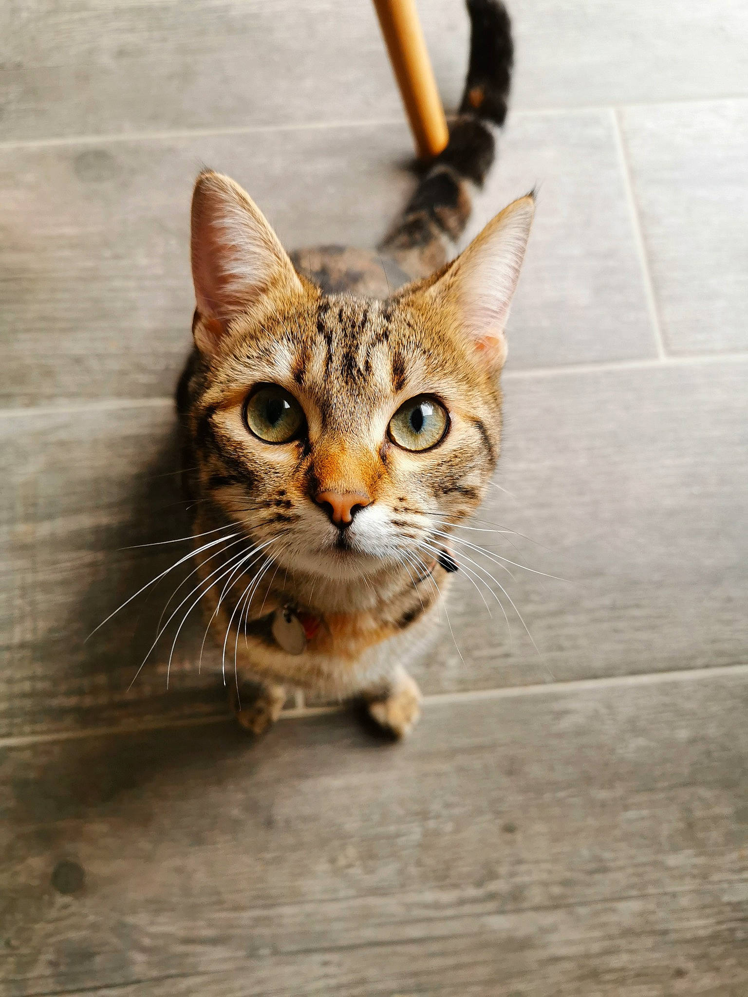 Peluche a rejoint le concours — aidez-le/la à gagner de superbes lots ! aegean_cat, arabian_mau, asian, bengal, carnivore, cat, domestic_short_haired_cat, dragon_li, egyptian_mau, european_shorthair, felidae, kitten, mammal, ocicat, small_to_medium_sized_cats, snout, tabby_cat, toyger, vertebrate, whiskers