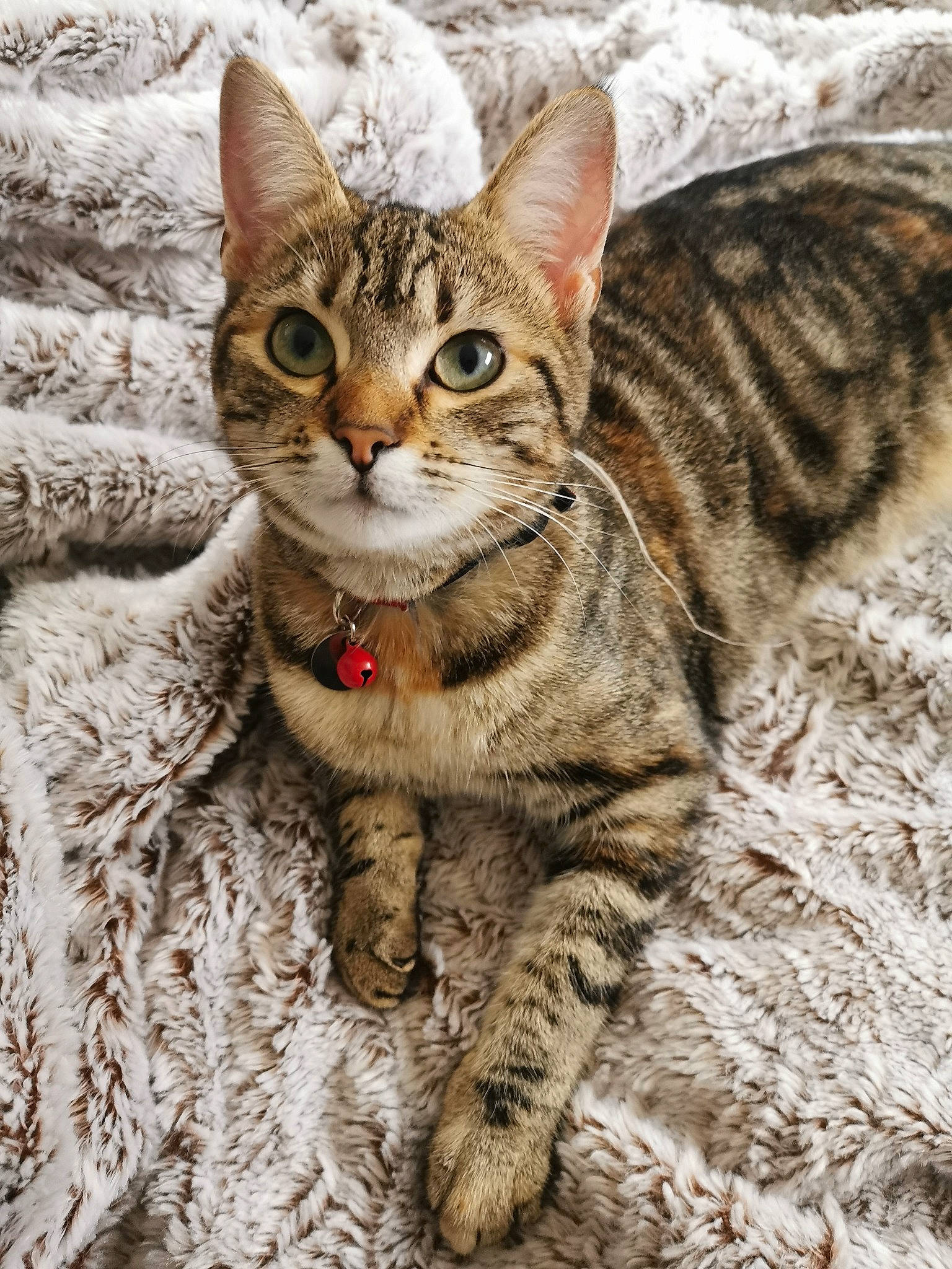 Peluche participe au concours pour gagner de l'argent avec cette photo : aegean_cat, american_shorthair, american_wirehair, arabian_mau, asian, australian_mist, california_spangled, carnivore, cat, domestic_short_haired_cat, dragon_li, european_shorthair, felidae, kitten, mammal, pixie_bob, small_to_medium_sized_cats, tabby_cat, vertebrate, whiskers