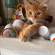 Toulouse is registered to the contest to win money with this photo: background, cat, closeup, coffee_pods, container, curious, cute, domestic_cat, feline, fur, household_items, indoor, kitten, mugs, orange_cat, paw, pet, relaxed, table, young_cat