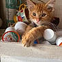 background, cat, closeup, coffee_pods, container, curious, cute, domestic_cat, feline, fur, household_items, indoor, kitten, mugs, orange_cat, paw, pet, relaxed, table, young_cat