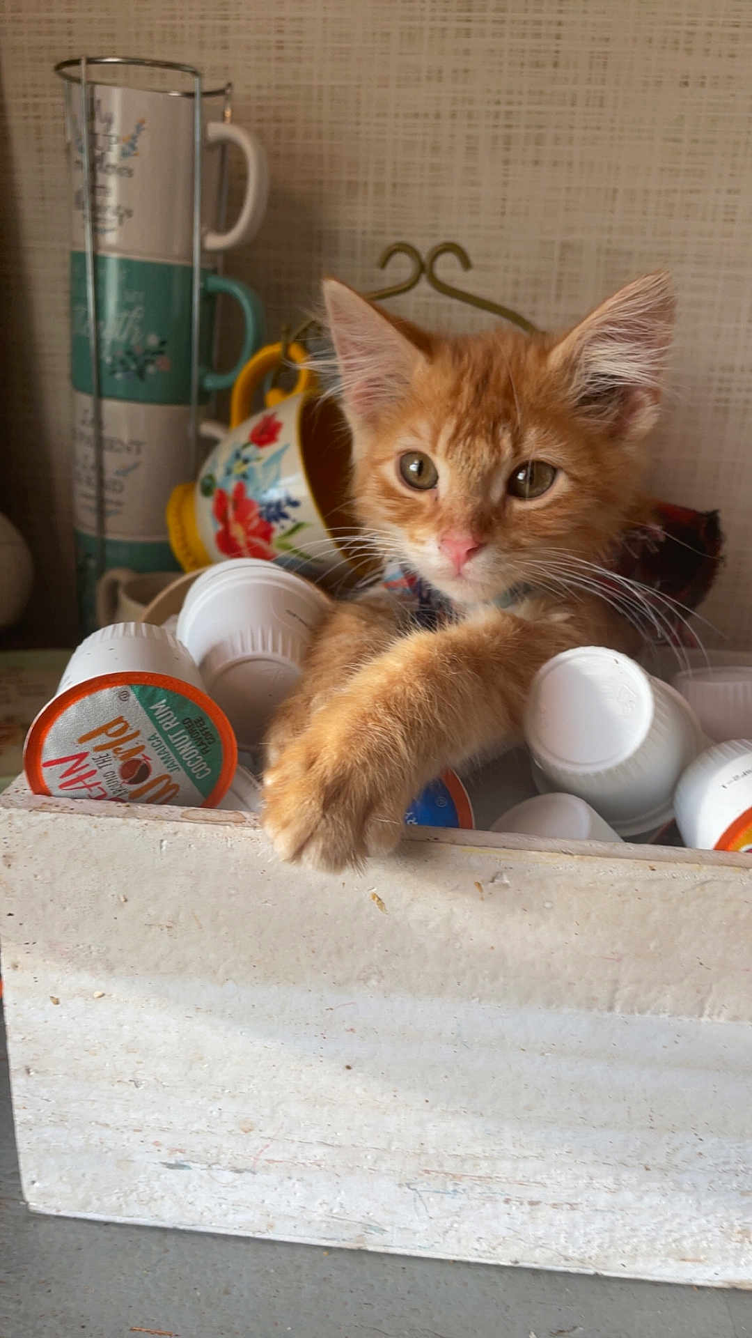 Toulouse is registered to the contest to win money with this photo: background, cat, closeup, coffee_pods, container, curious, cute, domestic_cat, feline, fur, household_items, indoor, kitten, mugs, orange_cat, paw, pet, relaxed, table, young_cat