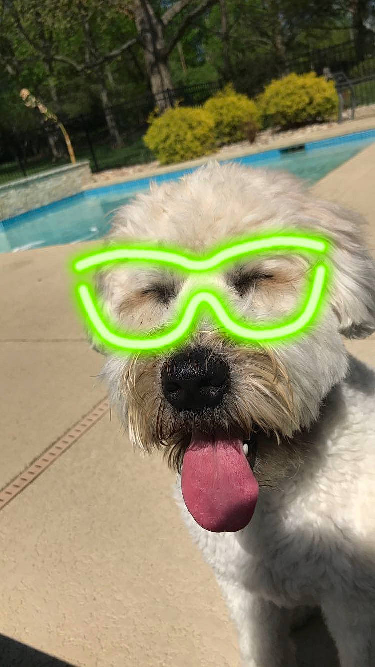 Winnie is registered to the contest to win money with this photo: cairn_terrier, canidae, carnivore, dog, dog_breed, eyewear, glasses, personal_protective_equipment, puppy, shih_tzu, snout, sporting_group, sunglasses, tennis_ball, toy_dog
