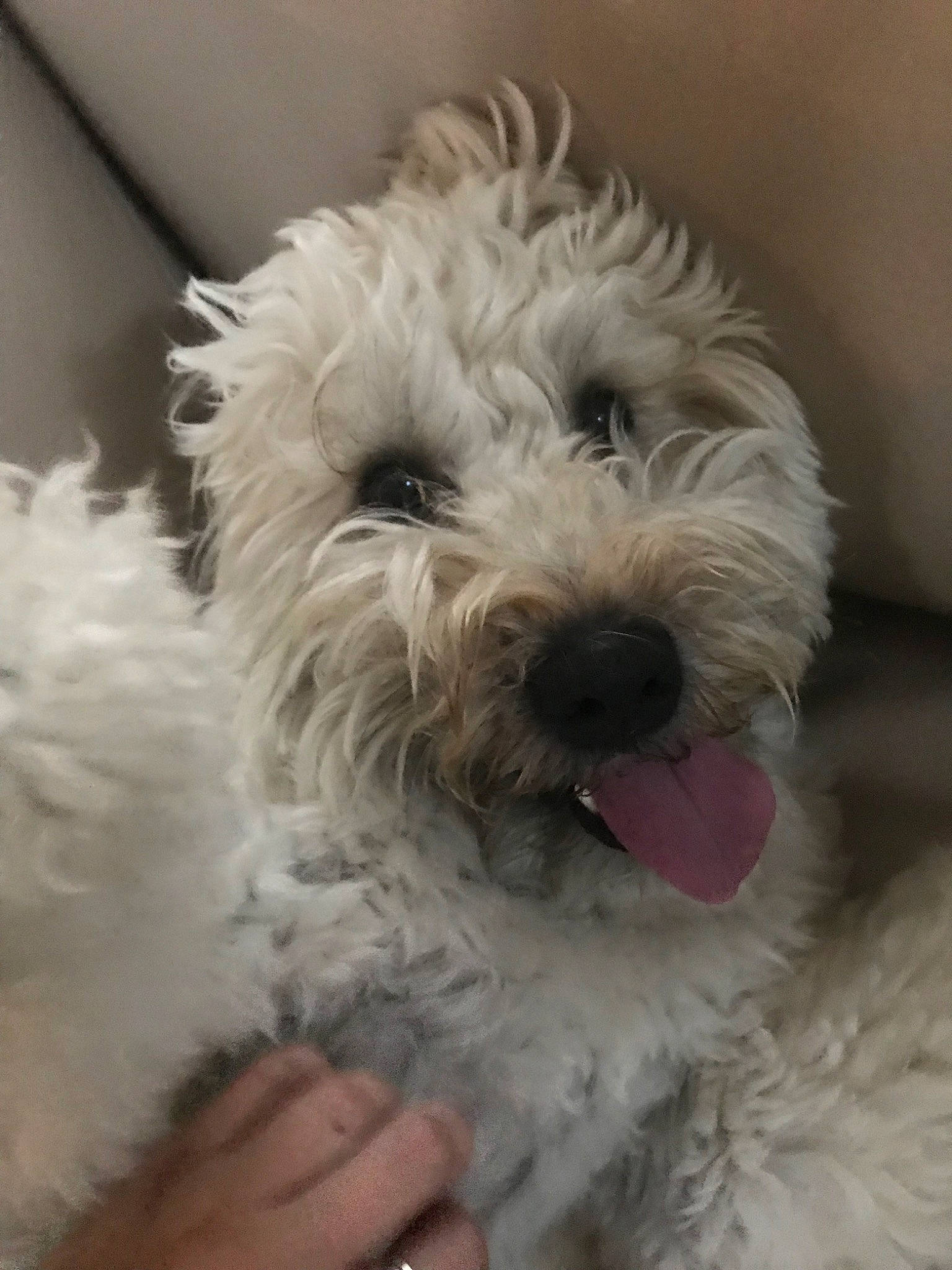 Winnie joined the competition — help win amazing prizes! canidae, carnivore, cockapoo, dog, dog_breed, havanese, irish_soft_coated_wheaten_terrier, maltepoo, mammal, miniature_poodle, poodle, poodle_crossbreed, puppy, rare_breed_dog, schnoodle, snout, terrier, toy_dog, toy_poodle, vertebrate