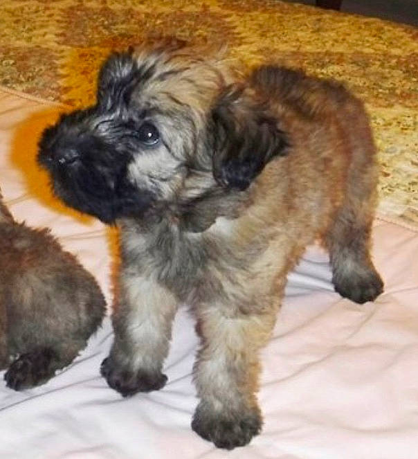 Winnie joined the competition — help win amazing prizes! bolonka, cairn_terrier, canidae, carnivore, catalan_sheepdog, companion_dog, dog, dog_breed, glen_of_imaal_terrier, irish_soft_coated_wheaten_terrier, lhasa_apso, mammal, puppy, rare_breed_dog, schnoodle, shih_tzu, sporting_group, terrier, tibetan_terrier, vertebrate