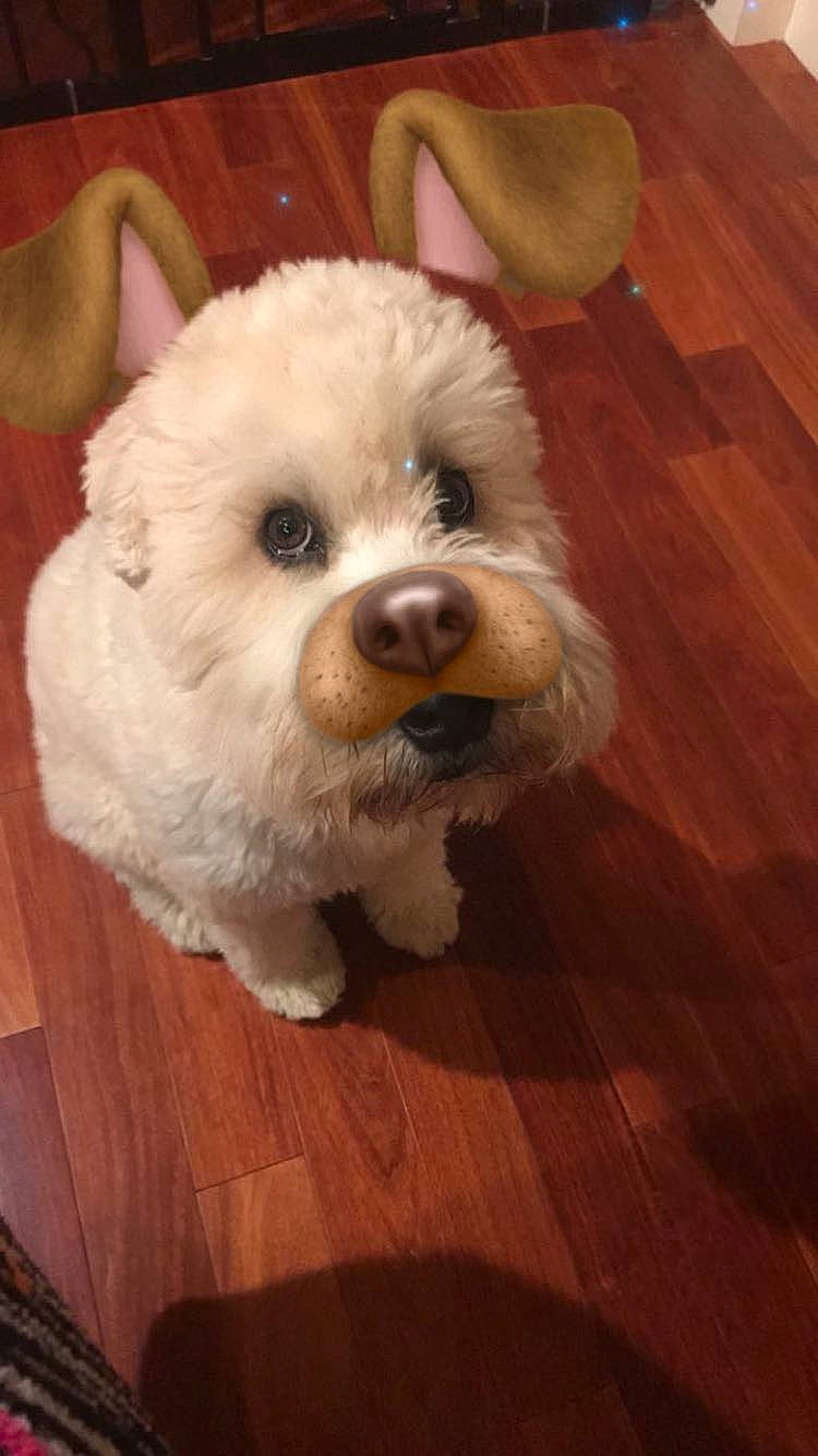 Winnie joined the competition — help win amazing prizes! bichon, bichon_frise, bolognese, bolonka, canidae, carnivore, cockapoo, companion_dog, dog, dog_breed, havanese, maltepoo, maltese, mammal, nose, poodle_crossbreed, puppy, schnoodle, snout, vertebrate