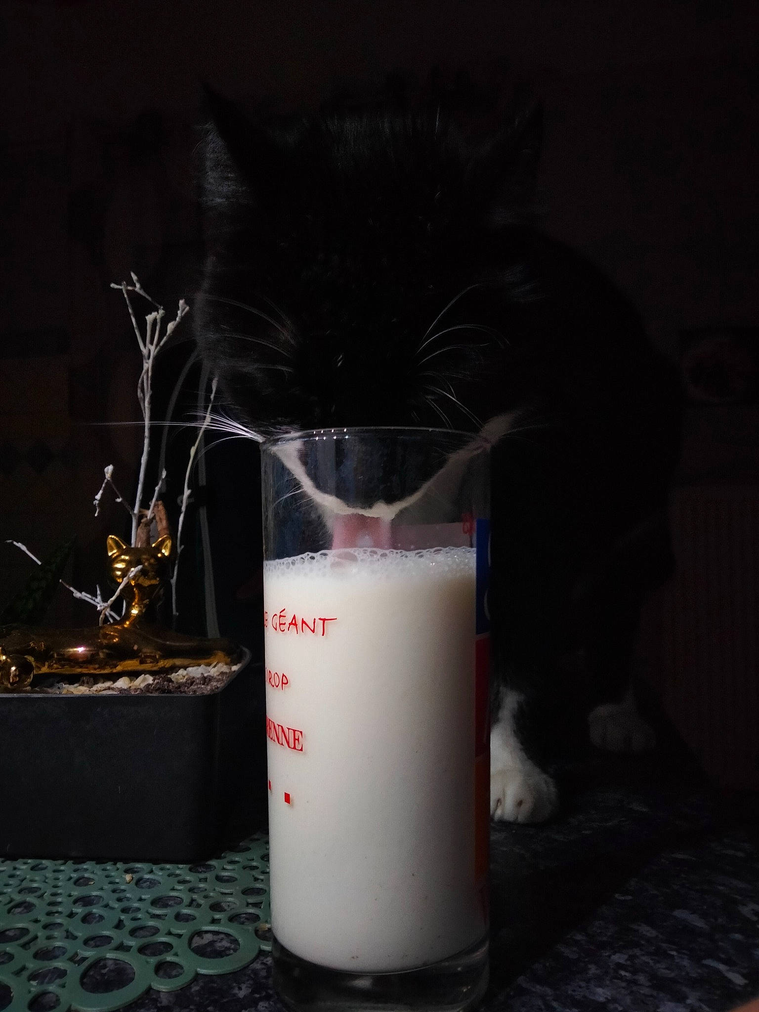 Alf a rejoint le concours — aidez-le/la à gagner de superbes lots ! beaker, cat, cylinder, darkness, domestic_short_haired_cat, drink, drinkware, felidae, flowerpot, fluid, fur, gas, glass, household_supply, liquid, measuring_cup, small_to_medium_sized_cats, still_life_photography, tail, whiskers