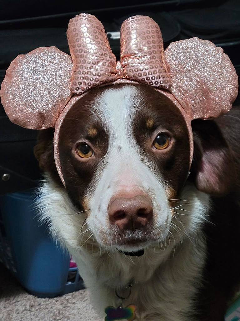 Paisley Mae joined the competition — help win amazing prizes! art, canidae, carnivore, circle, companion_dog, dog, dog_breed, ear, eye, fawn, fur, head, metal, snout, sporting_group, whiskers, working_animal