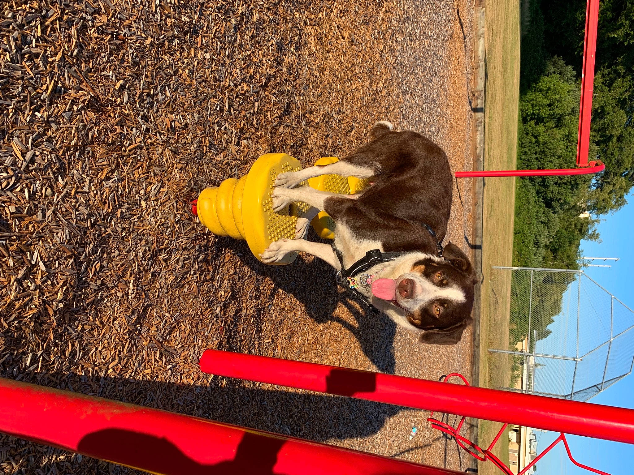 Paisley Mae is registered to the contest to win money with this photo: asphalt, canidae, carnivore, companion_dog, dog, dog_breed, dog_supply, fawn, fun, grass, leisure, line, pet_supply, recreation, road_surface, sky, soil, sporting_group, tree, working_animal