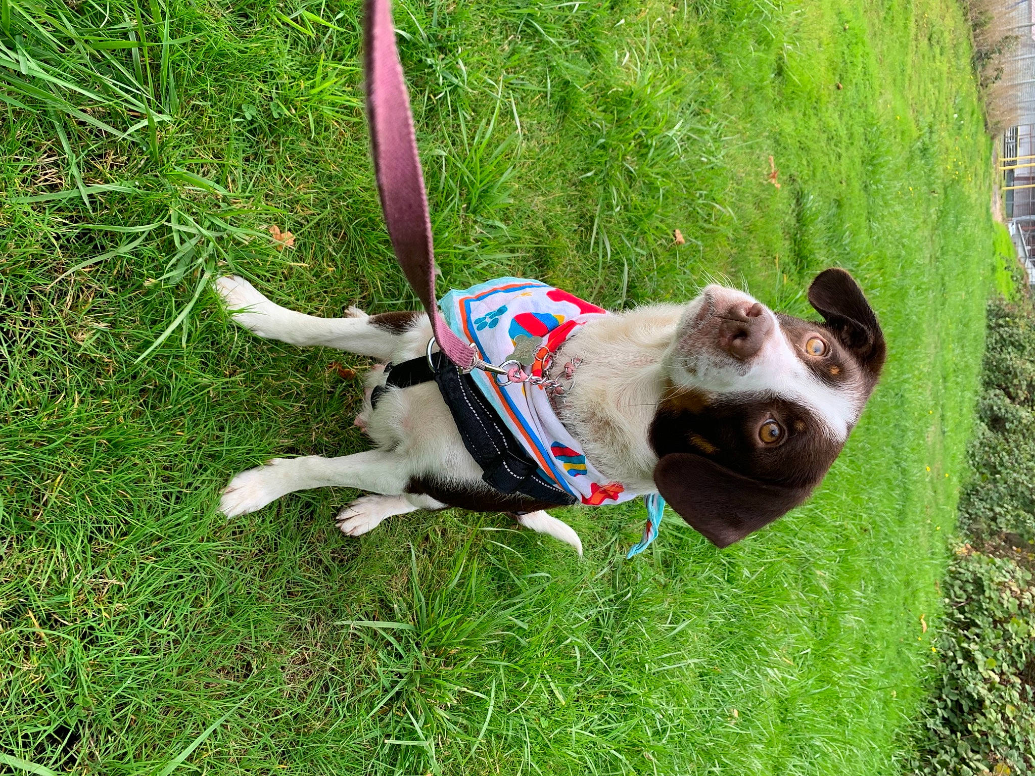 Paisley Mae joined the competition — help win amazing prizes! canidae, carnivore, collar, companion_dog, dog, dog_breed, dog_collar, dog_supply, fashion_accessory, fawn, felidae, grass, grassland, leash, pet_supply, plant, snout, sporting_group, tail, working_animal