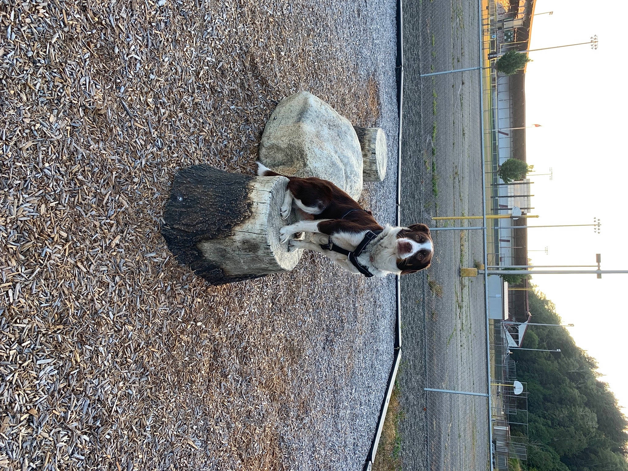 Paisley Mae joined the competition — help win amazing prizes! canidae, carnivore, concrete, dog, dog_breed, electrical_supply, electricity, facade, fur, road_surface, sky, snout, sporting_group, street_light, tail, tree, water, wire, wood, working_animal