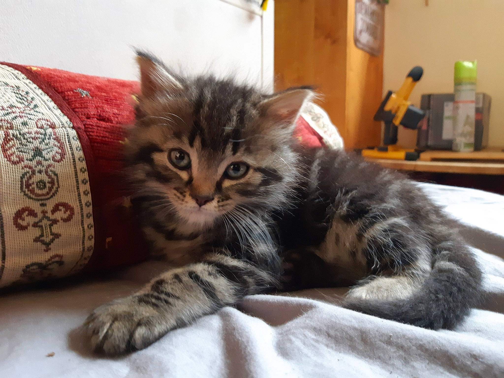 Luky participe au concours pour gagner de l'argent avec cette photo : american_curl, american_shorthair, asian, british_semi_longhair, carnivore, cat, domestic_long_haired_cat, domestic_short_haired_cat, dragon_li, european_shorthair, felidae, kitten, mammal, norwegian_forest_cat, pixie_bob, siberian, small_to_medium_sized_cats, tabby_cat, vertebrate, whiskers