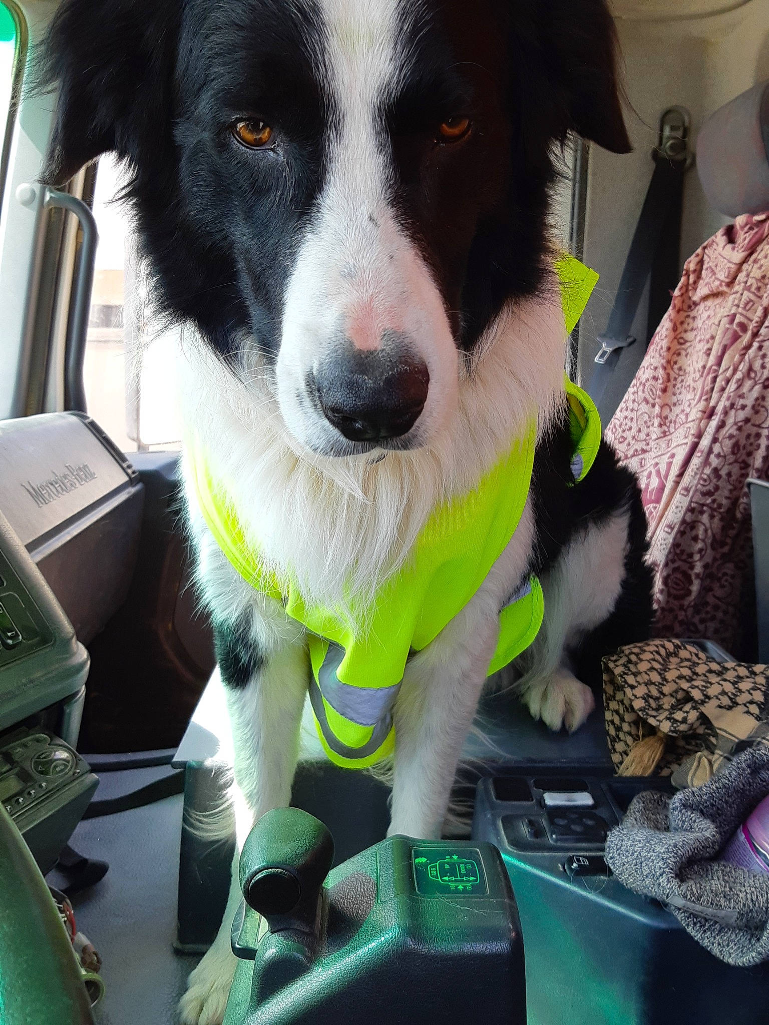 Psylou a rejoint le concours — aidez-le/la à gagner de superbes lots ! border_collie, canidae, carnivore, dog, dog_breed, herding_dog, mammal, mcnab, sporting_group, stabyhoun, vertebrate, welsh_sheepdog, working_dog