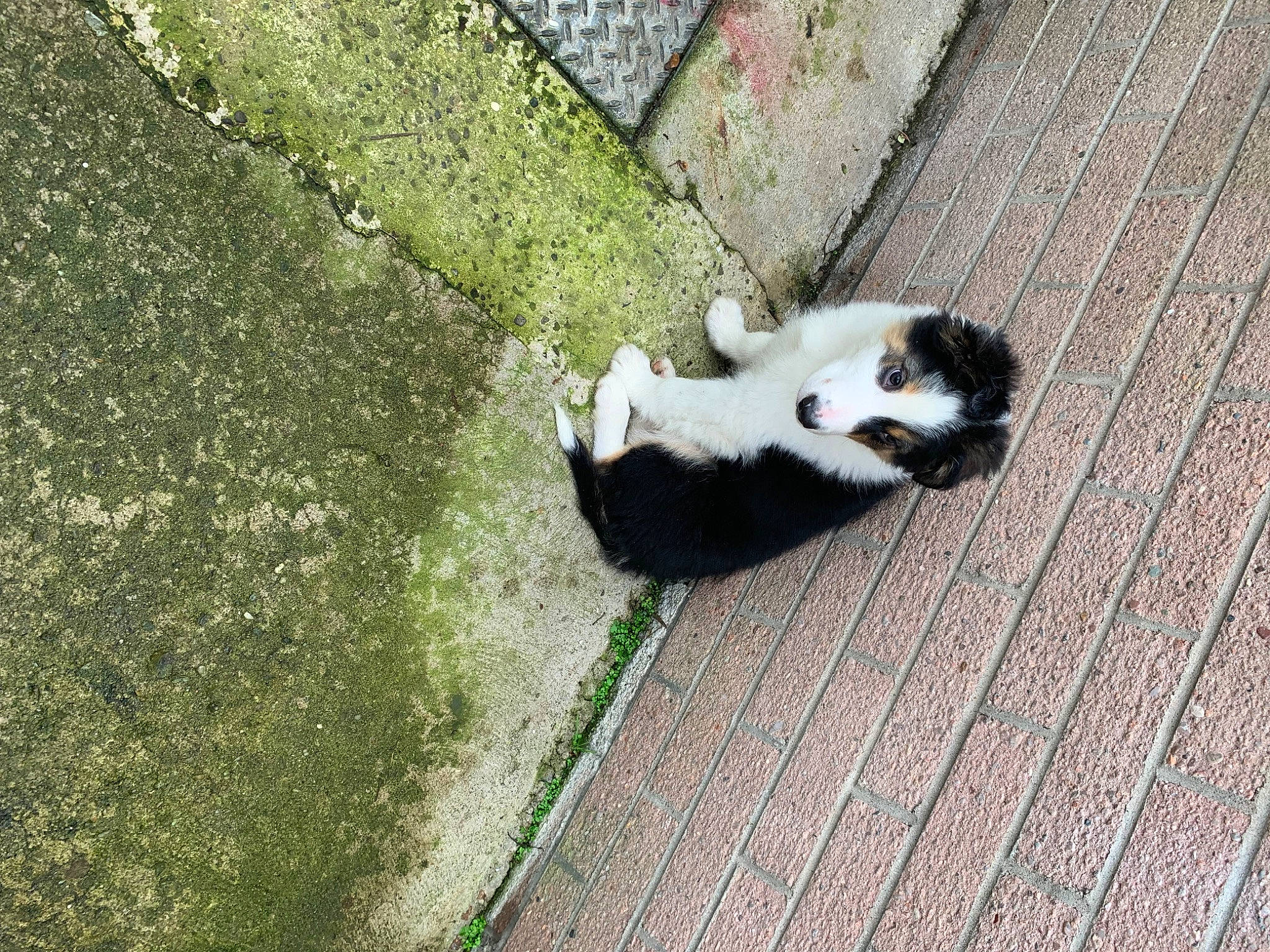 Kobi is registered to the contest to win money with this photo: canidae, carnivore, cat, companion_dog, dog_breed, domestic_short_haired_cat, felidae, flooring, fur, grass, groundcover, hardwood, plant, road_surface, sidewalk, small_to_medium_sized_cats, tail, terrestrial_animal, whiskers, wood