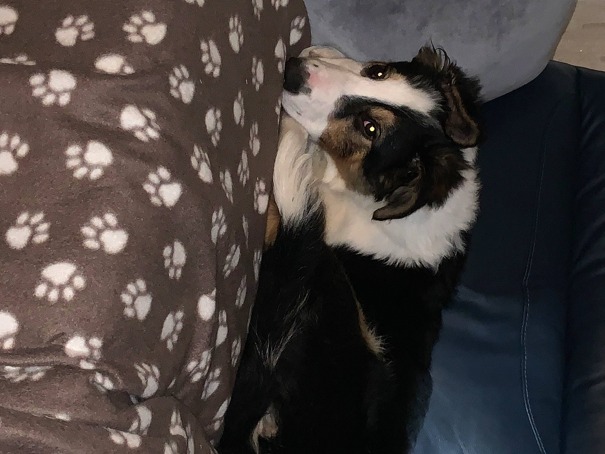 Kobi joined the competition — help win amazing prizes! canidae, carnivore, cat, comfort, companion_dog, couch, dog_breed, felidae, formal_wear, fur, hat, monochrome_photography, pattern, small_to_medium_sized_cats, snout, tail, whiskers