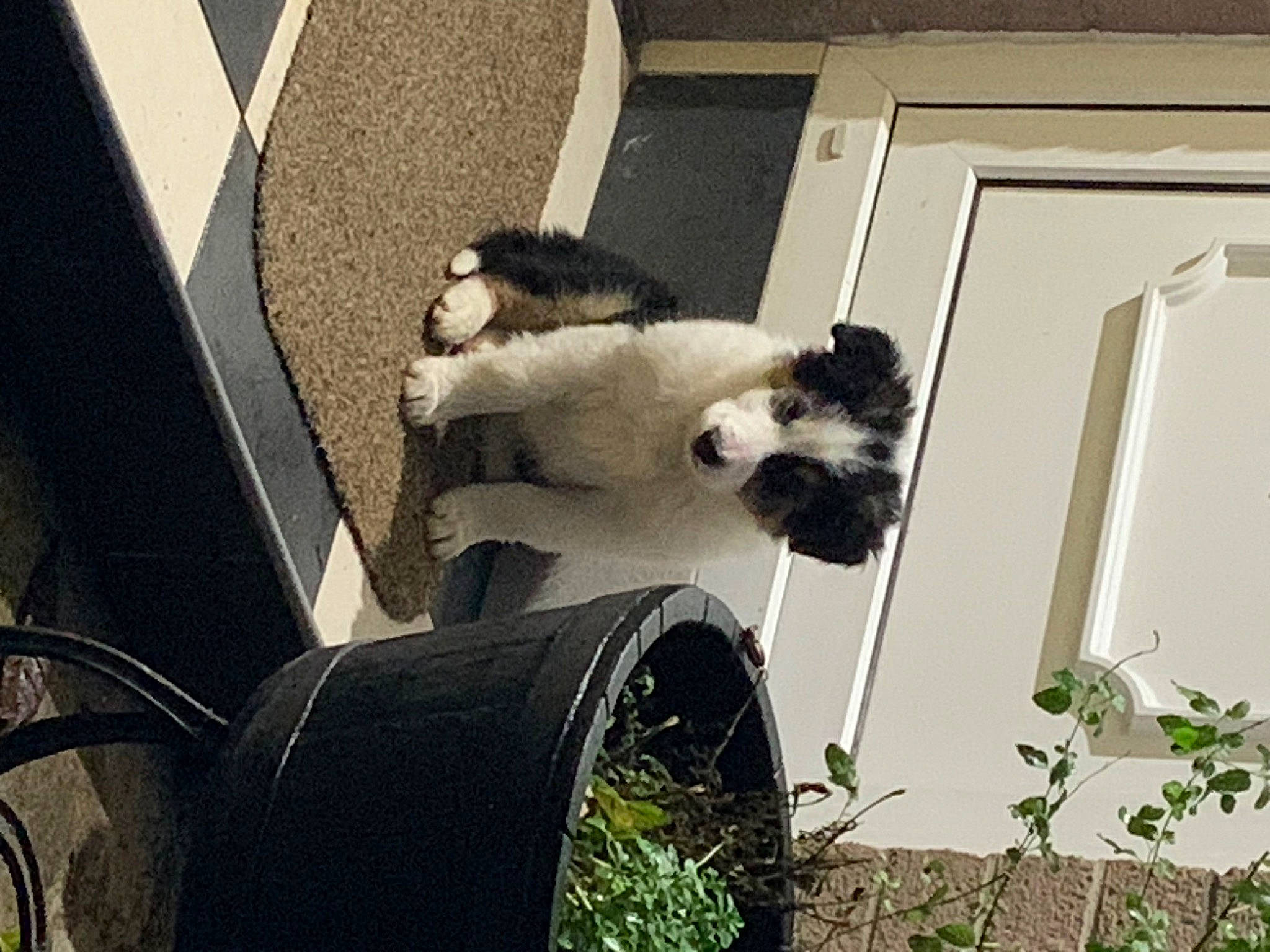 Kobi joined the competition — help win amazing prizes! automotive_tire, canidae, carnivore, chair, companion_dog, door, felidae, fur, grass, monochrome_photography, plant, sitting, small_to_medium_sized_cats, snout, tail, terrestrial_animal, tints_and_shades, whiskers, wildlife, window