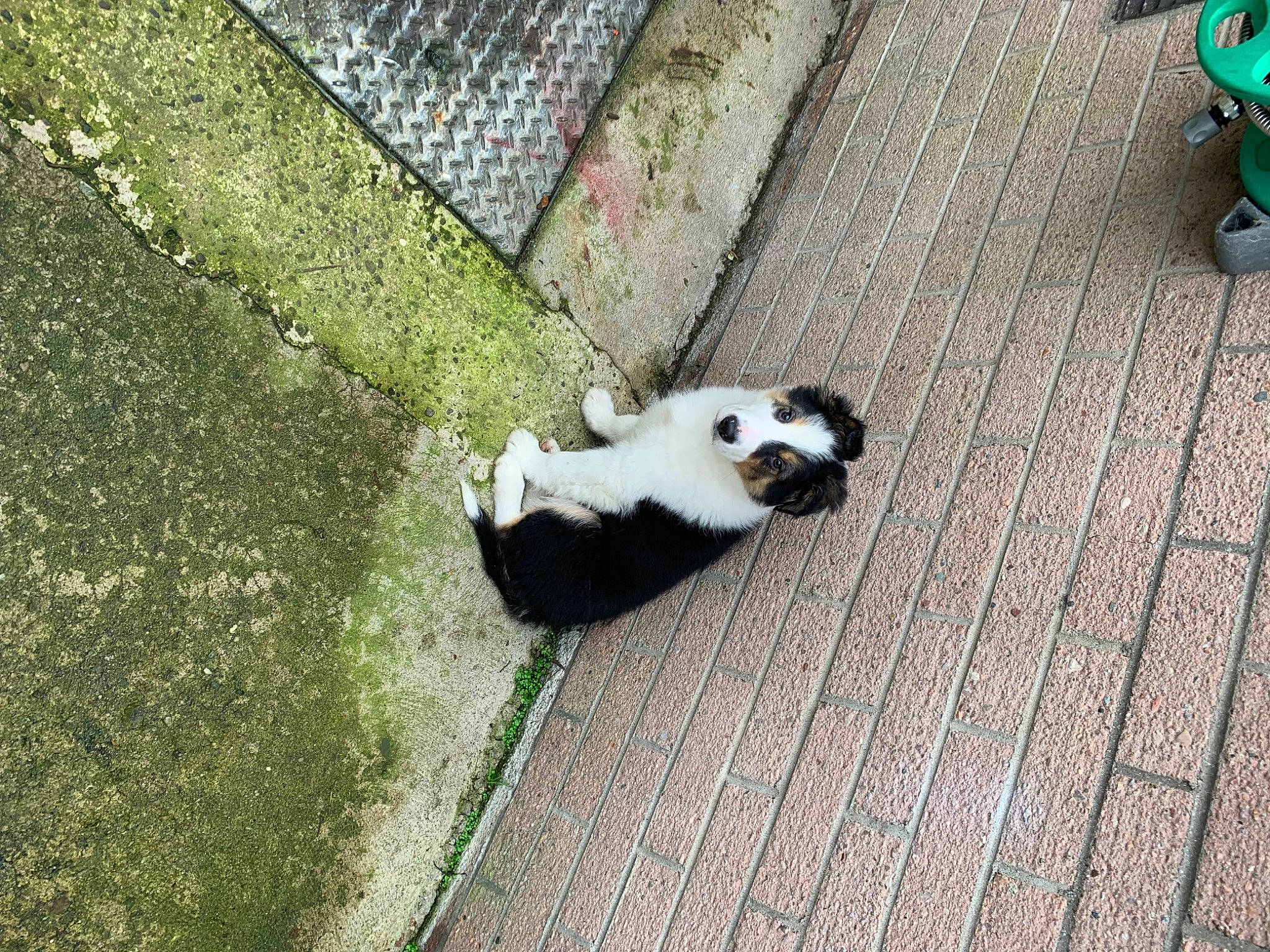 Kobi joined the competition — help win amazing prizes! carnivore, companion_dog, dog_breed, fawn, felidae, fence, flooring, grass, hardwood, mesh, panda, pet_supply, road_surface, sidewalk, small_to_medium_sized_cats, tail, terrestrial_animal, wall, whiskers, wood