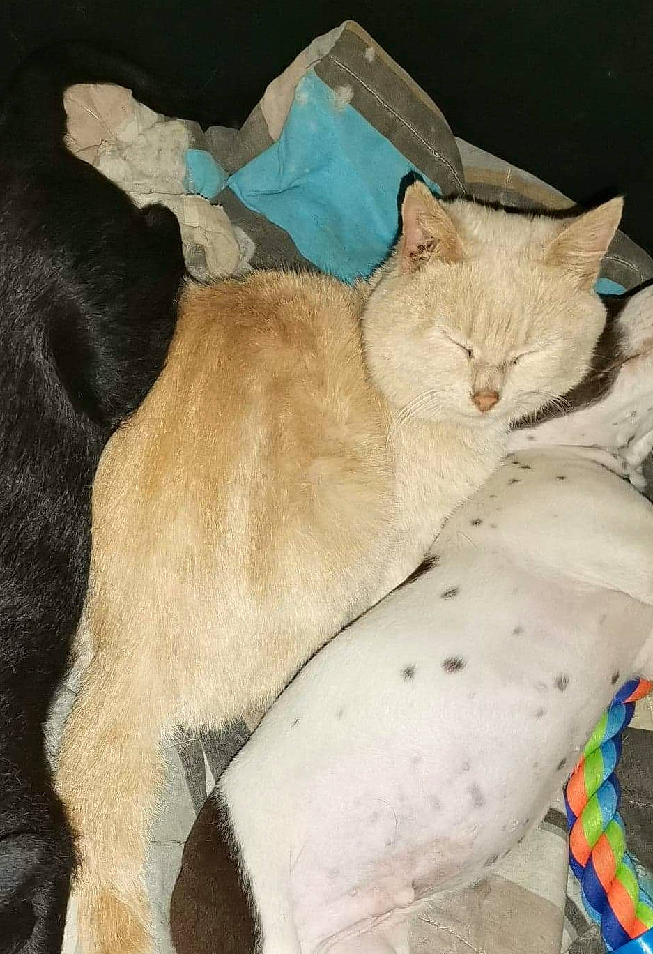 Roukmoute a rejoint le concours — aidez-le/la à gagner de superbes lots ! canidae, carnivore, cat, collar, comfort, dog_breed, domestic_short_haired_cat, fawn, felidae, fur, linens, pattern, paw, pet_supply, small_to_medium_sized_cats, snout, tail, terrestrial_animal, whiskers