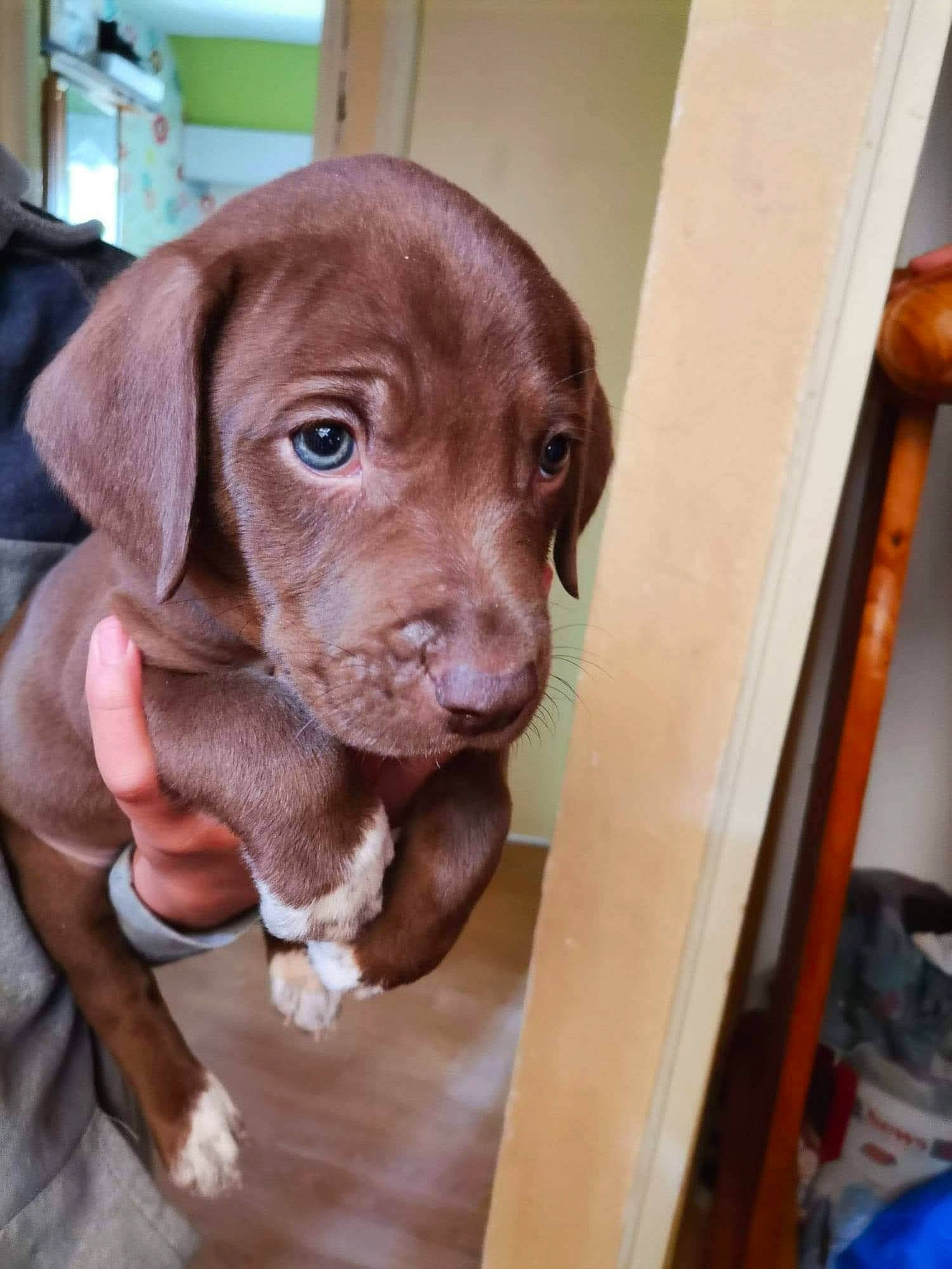 Bounty participe au concours pour gagner de l'argent avec cette photo : canidae, carnivore, companion_dog, dog, dog_breed, ear, fawn, flower, fur, gun_dog, hardwood, liver, pet_supply, puppy, snout, sporting_group, terrestrial_animal, whiskers, wood, working_animal