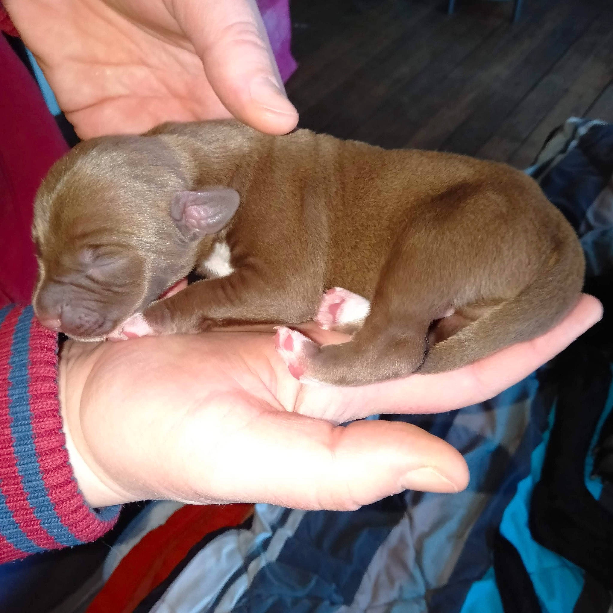 Bounty participe au concours pour gagner de l'argent avec cette photo : canidae, carnivore, claw, comfort, companion_dog, dog, dog_breed, ear, fawn, felidae, finger, gesture, hand, liver, nail, paw, sporting_group, thumb, working_animal, wrinkle
