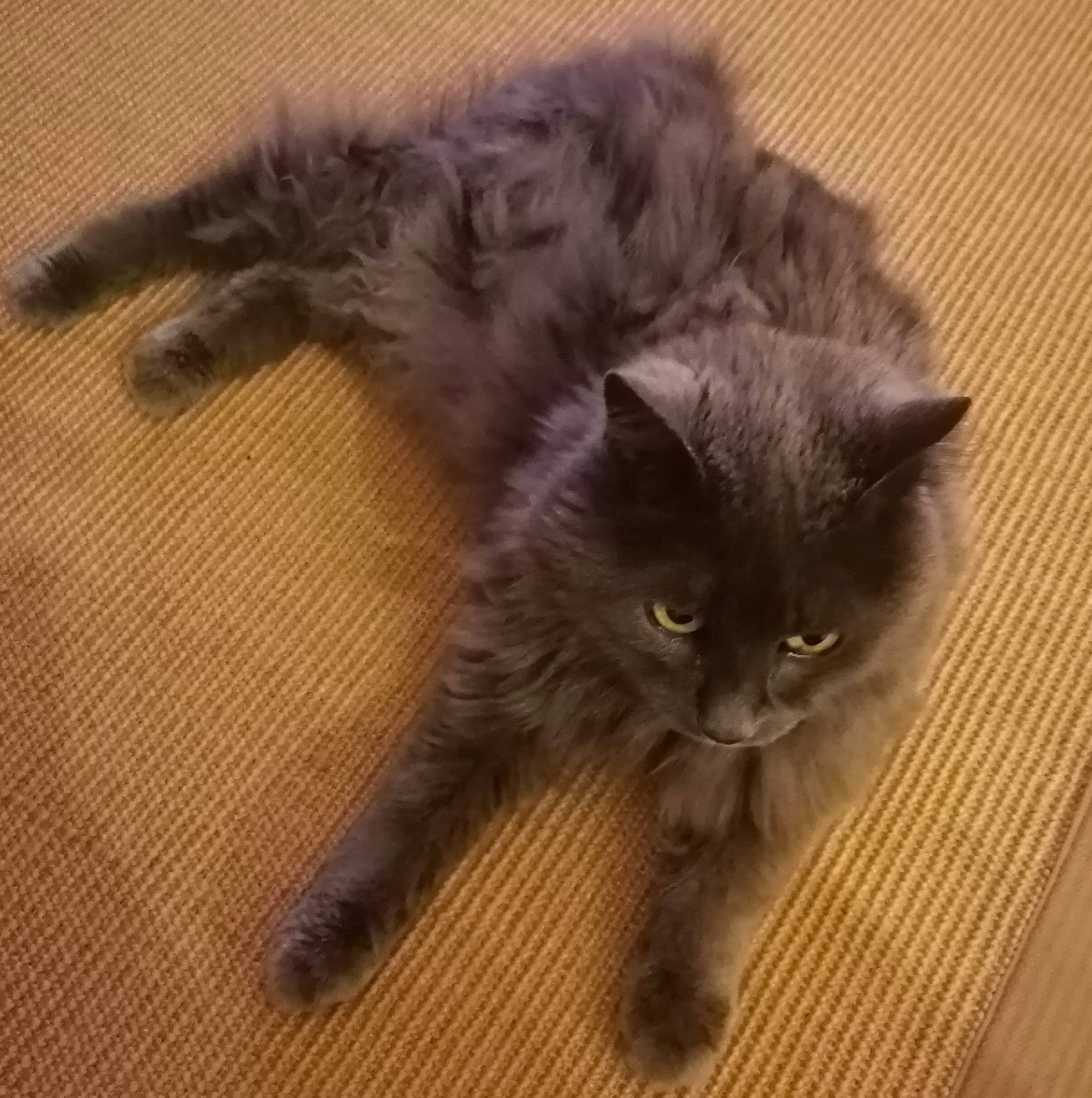 Chipie a rejoint le concours — aidez-le/la à gagner de superbes lots ! black_cat, carnivore, cat, claw, comfort, domestic_short_haired_cat, fawn, felidae, flooring, fur, hardwood, paw, small_to_medium_sized_cats, snout, tail, terrestrial_animal, varnish, whiskers, wood, wood_flooring