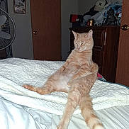 Bygil is registered to the contest to win money with this photo: cat, ginger_cat, bed, blanket, indoor, relaxed, sleepy, feline, pet, animal, tail, fur, whiskers, door, fan, dresser, hat, room, resting, casual