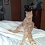 cat, ginger_cat, bed, blanket, indoor, relaxed, sleepy, feline, pet, animal, tail, fur, whiskers, door, fan, dresser, hat, room, resting, casual
