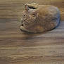 cat, beige_cat, pet, animal, wooden_floor, floor, indoor, resting, curled_up, fur, whiskers, ears, sleepy, quiet, cozy, domestic_cat, mammal, feline, relaxed, companion