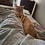 Bygil joined the competition — help win amazing prizes! cat, orange_tabby, sleeping, bed, blanket, fan, dresser, indoor, cozy, relaxed, pet, feline, fur, home, resting, comfort, quiet, peaceful, animal, nap