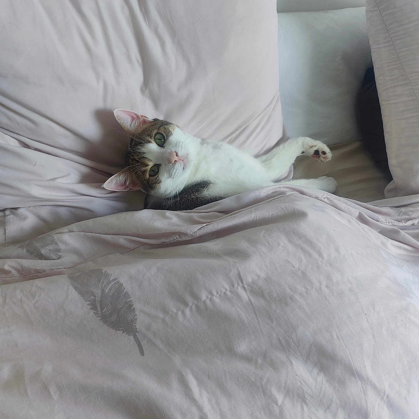 Tiggri participe au concours pour gagner de l'argent avec cette photo : bed, bedroom, blanket, cat, cozy, cute, domestic_animal, duvet, fur, indoor, laid_back, looking_at_camera, paw, pet, pillow, relaxed, resting, soft_fabric, tabby_cat, whiskers