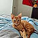 Ottis