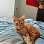 kitten, cat, orange_tabby, bed, bedding, striped, blue, gray, stuffed_animals, dresser, flag, red_flag, indoor, pet, feline, cute, young_cat, relaxed, cozy, bedroom