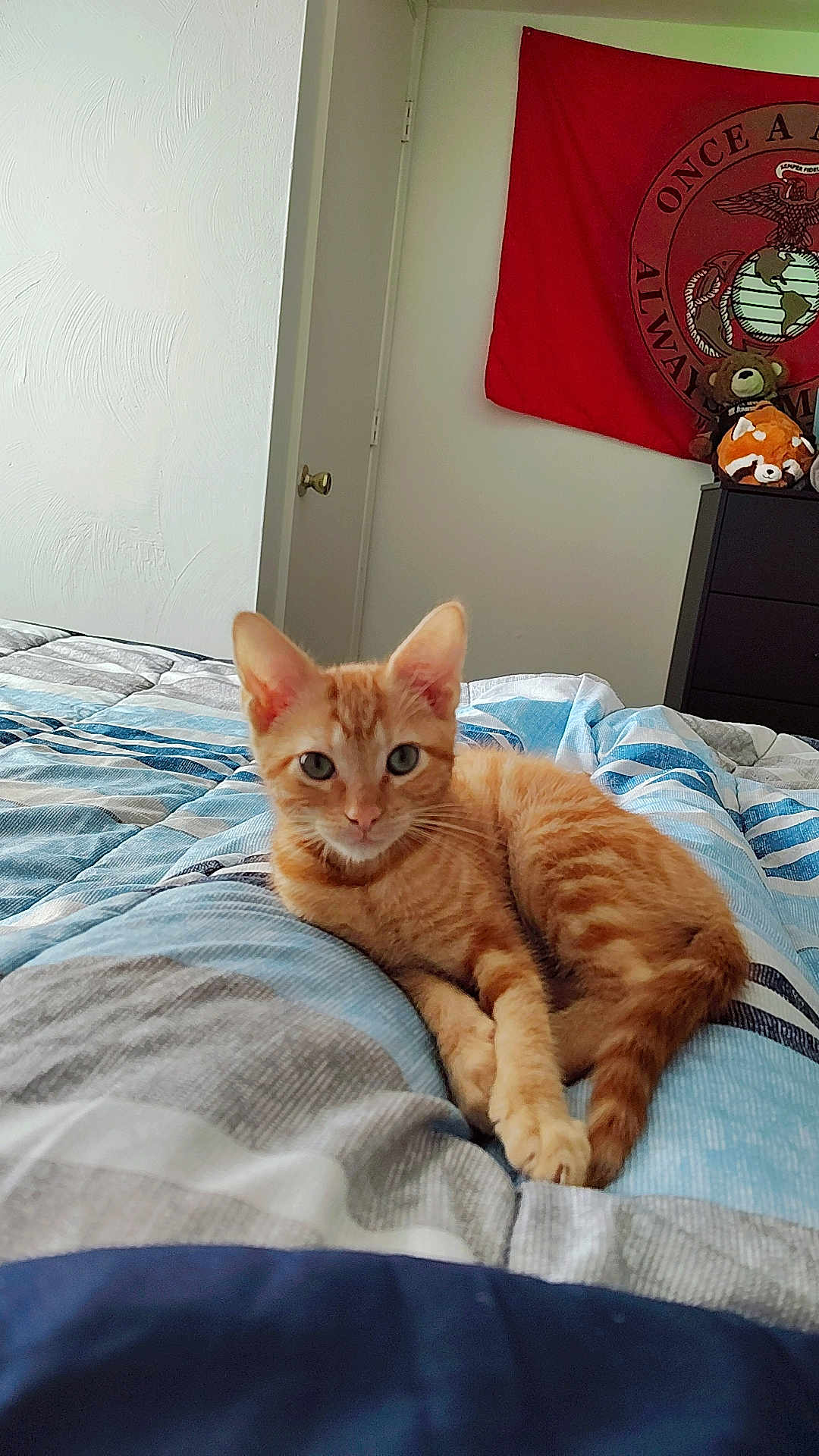 Ottis is registered to the contest to win money with this photo: kitten, cat, orange_tabby, bed, bedding, striped, blue, gray, stuffed_animals, dresser, flag, red_flag, indoor, pet, feline, cute, young_cat, relaxed, cozy, bedroom