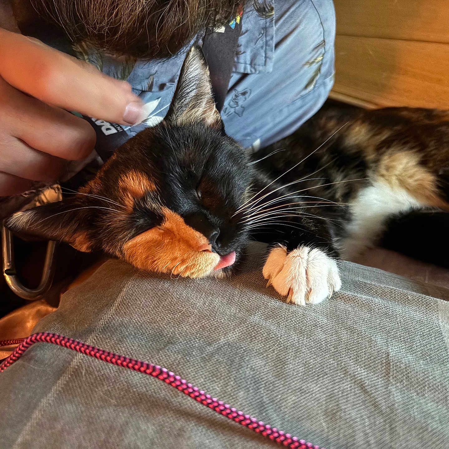 Kitkat joined the competition — help win amazing prizes! cat, calico_cat, sleeping, tongue_out, pet, hand, person, indoor, closeup, relaxation, fur, whiskers, paw, clothing, texture, human_interaction, resting, comfort, cozy, warm_light