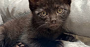 Nox is registered to the contest to win money with this photo: animal, black_cat, cat, charcoal_fur, close_up, cozy, cushion, cute, green_eyes, indoor, kitten, lying_down, paws, pet, pointed_ears, portrait, sitting, sofa, toe_beans, whiskers