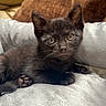 kitten, cat, charcoal_fur, black_cat, green_eyes, animal, pet, cute, portrait, close_up, sitting, lying_down, paws, toe_beans, whiskers, pointed_ears, cushion, sofa, indoor, cozy