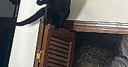 Nox is registered to the contest to win money with this photo: black_cat, blankets, cat, closet, clothing, curious, domestic, door, feline, furniture, hanger, household, indoor, perched, pet, reflection, room, shadow, shelf, wooden_door