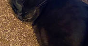 Nox is registered to the contest to win money with this photo: animal, black_cat, calm, carpet, closeup, cozy, domestic_cat, ear, feline, fur, indoor, lying_down, mammal, paw, pet, quiet, relaxed, resting, sleeping, whiskers